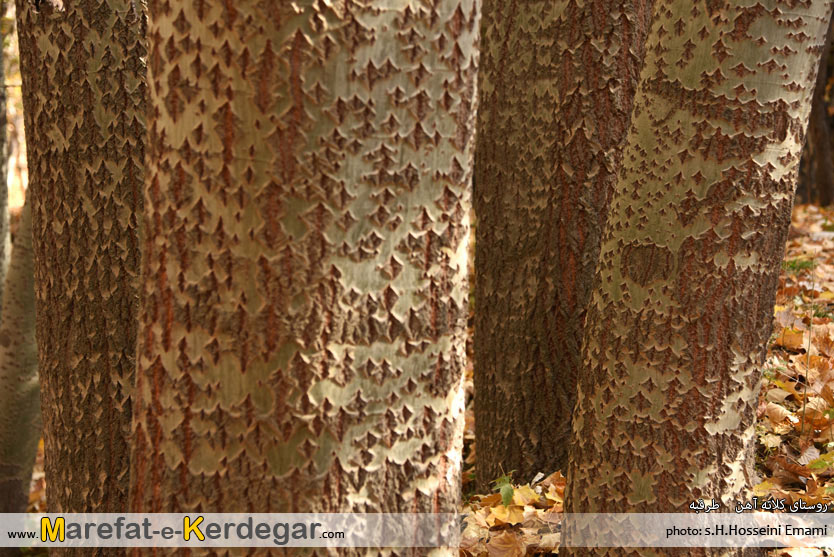 درخت سپیدار در پاییز درخت سپیدار در پاییز