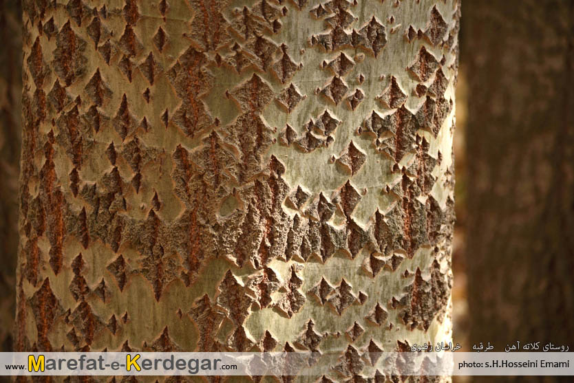 طبیعت ایران طبیعت ایران