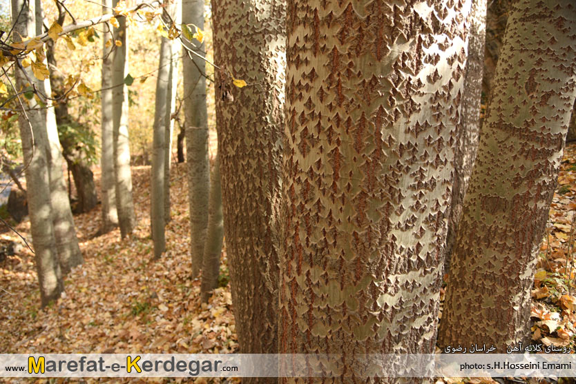 طبیعت ایران طبیعت ایران