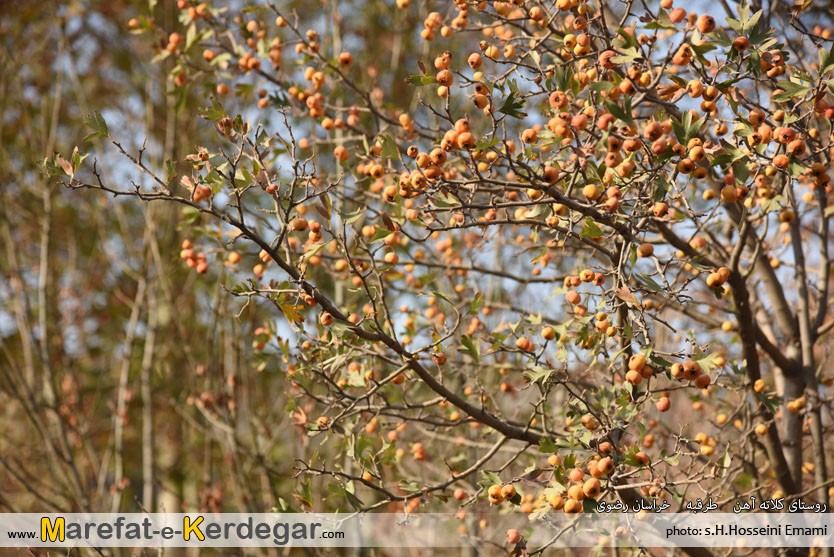 طبیعت پاییزی طرقبه طبیعت پاییزی طرقبه