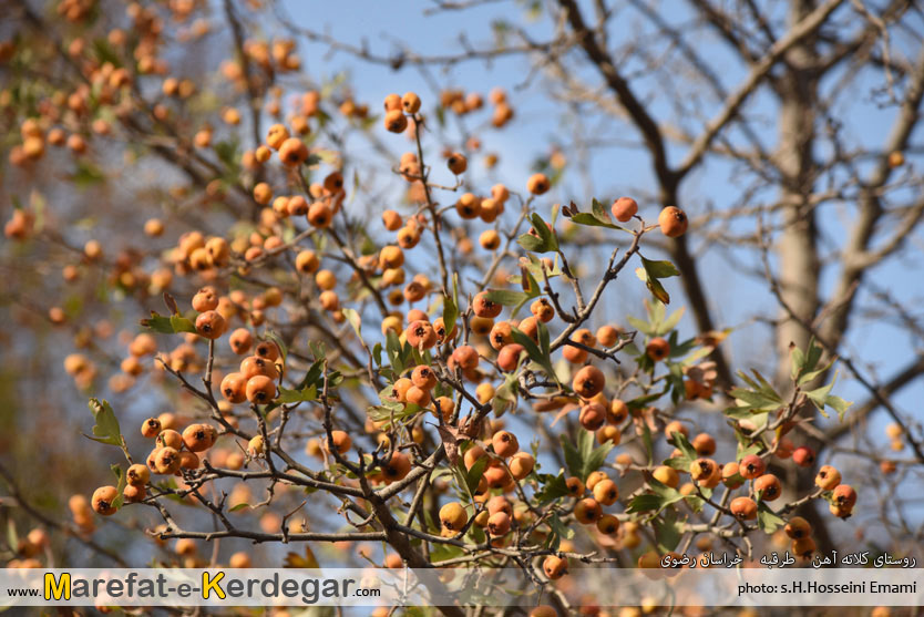 طبیعت پاییزی طرقبه طبیعت پاییزی طرقبه