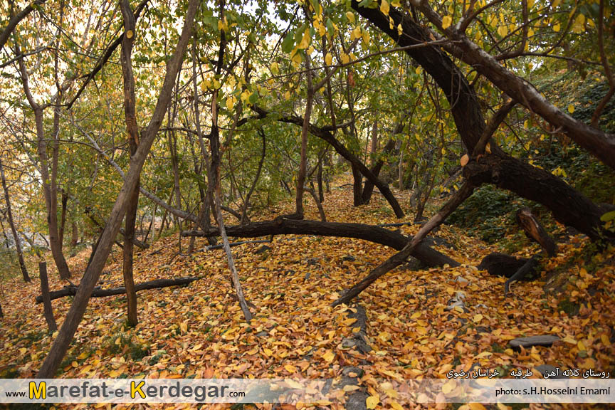 پاییز طرقبه پاییز طرقبه