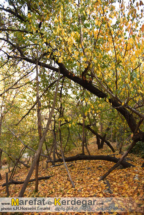 پاییز طرقبه پاییز طرقبه