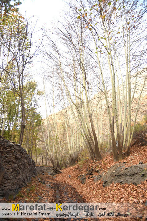 پاییز ایران پاییز ایران