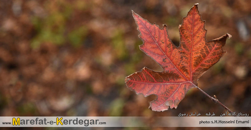 درخت چنار در پاییز درخت چنار در پاییز