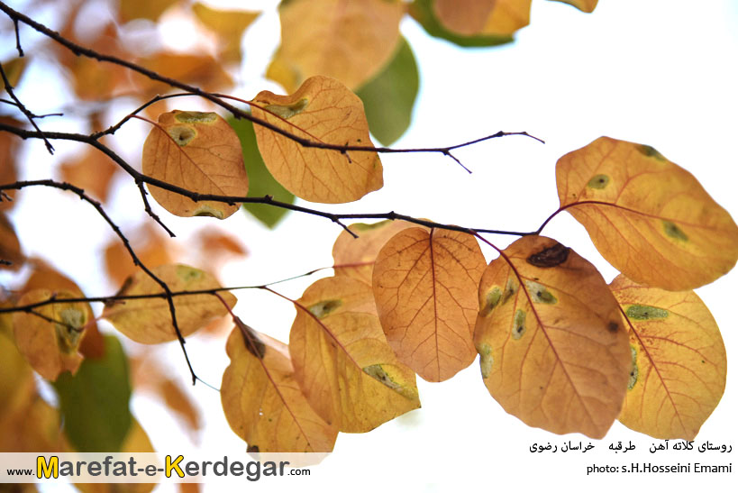 طبیعت پاییزی ایران طبیعت پاییزی ایران