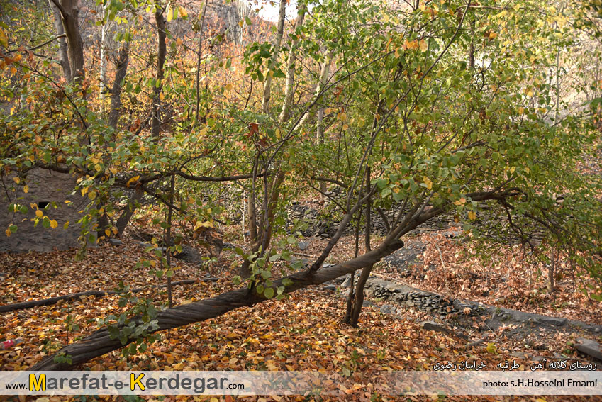 جلوه های پاییزی در طرقبه جلوه های پاییزی در طرقبه