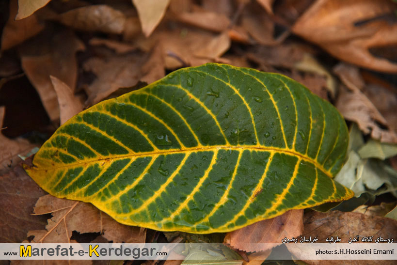 جلوه های پاییزی در طرقبه جلوه های پاییزی در طرقبه