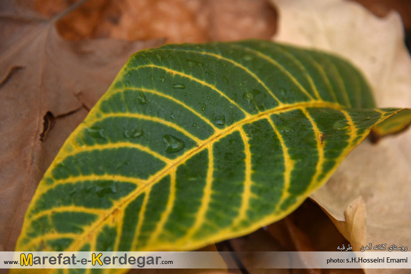 جلوه های پاییزی در استان خراسان رضوی جلوه های پاییزی در استان خراسان رضوی