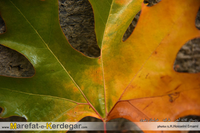 پاییز و درخت چنار پاییز و درخت چنار