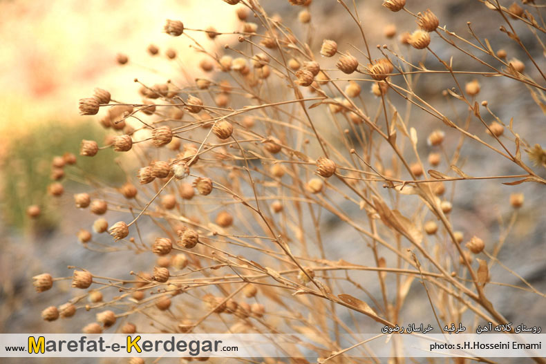تصاویر پاییزی در استان خراسان رضوی تصاویر پاییزی در استان خراسان رضوی