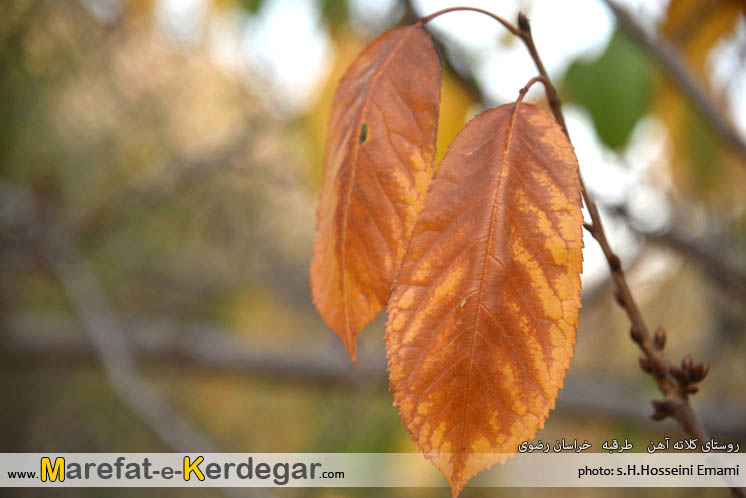 پاییز و درخت گردو پاییز و درخت گردو