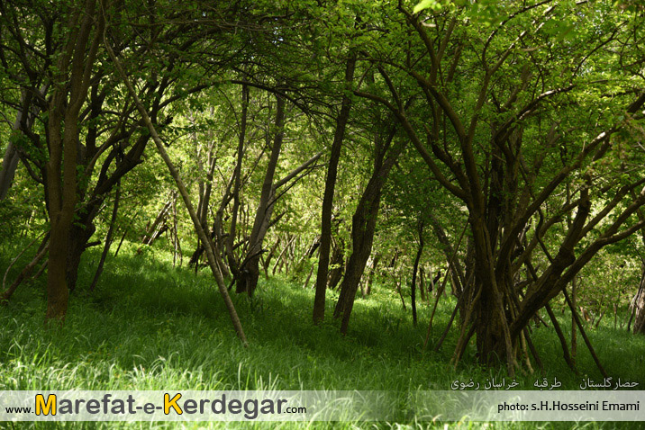 طبیعت طرقبه طبیعت طرقبه