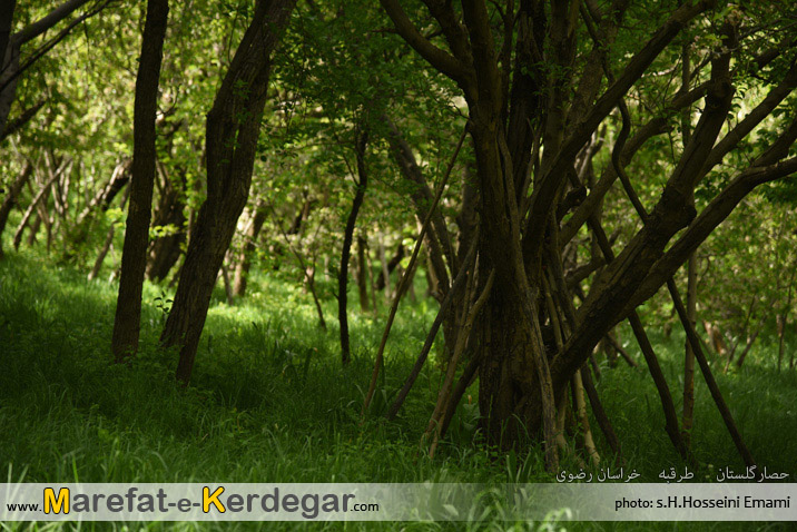 دیدنی های طرقبه دیدنی های طرقبه