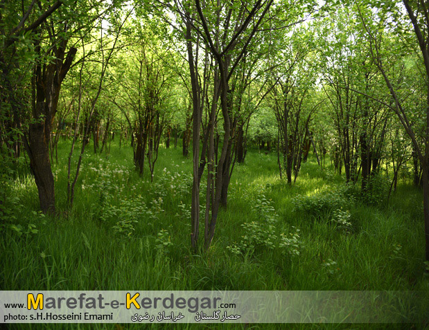 حصارگلستان حصارگلستان