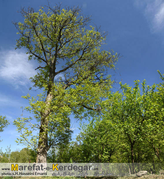 جاهای دیدنی استان خراسان رضوی جاهای دیدنی استان خراسان رضوی