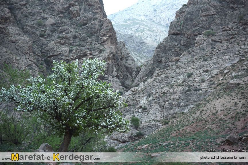 روستای خور سفلی مشهد