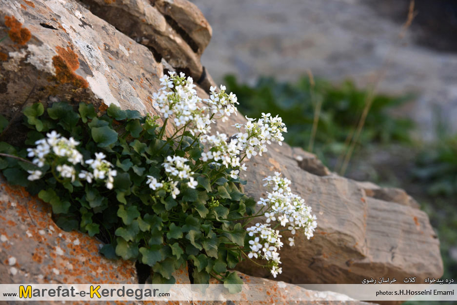 جاهای دیدنی کلات نادر