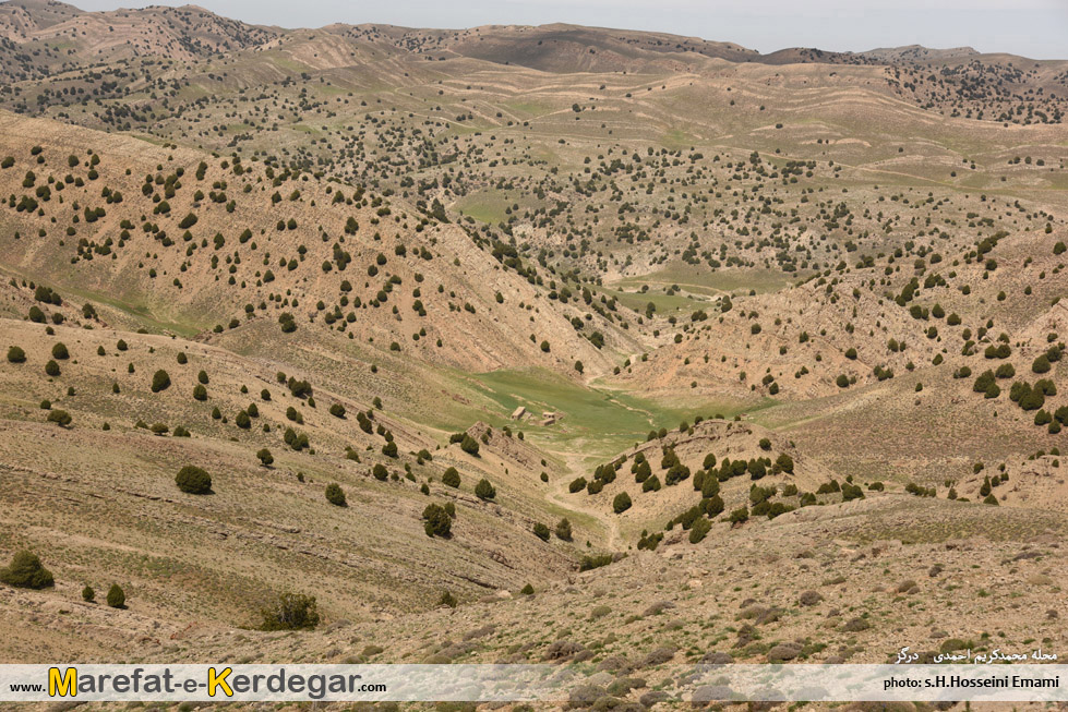 پوشش گیاهی هزارمسجد