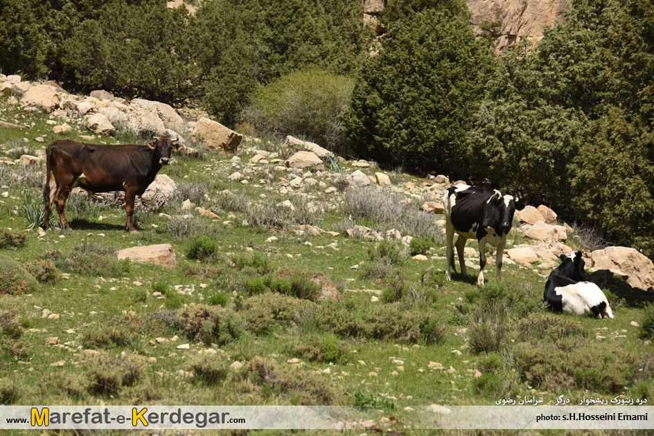 روستای ریشخوار