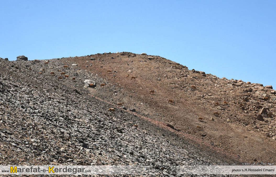 بزهای کوهی در دماوند بزهای کوهی در دماوند