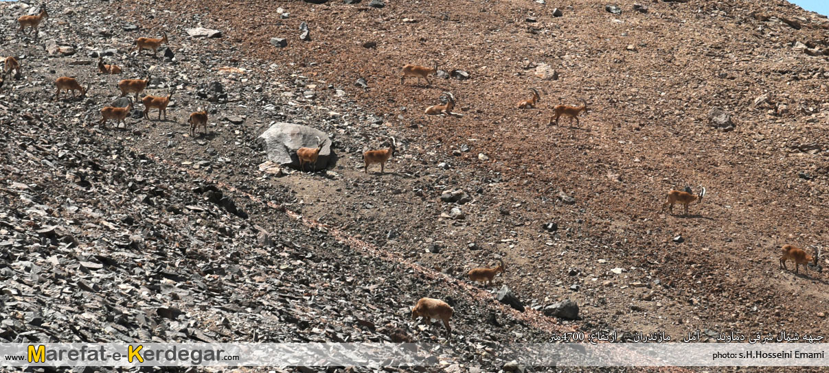 بزهای کوهی در جبهه شمال شرقی دماوند بزهای کوهی در جبهه شمال شرقی دماوند