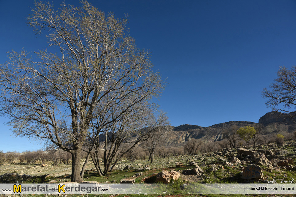 شهرستان کوه چنار