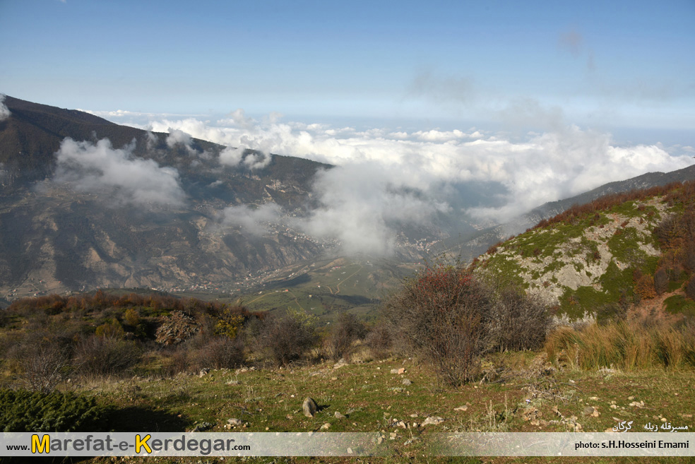 جنگل های ایران