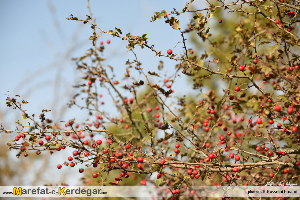 طبیعت پاییزی شمال