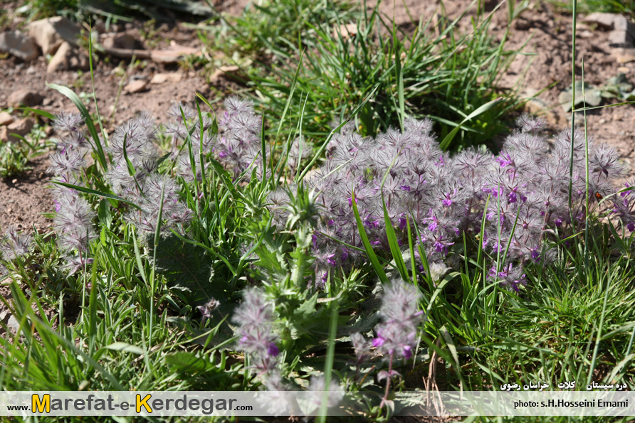 چای کوهی هزارمسجد چای کوهی هزارمسجد
