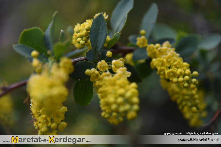 درخت زرشک درخت زرشک