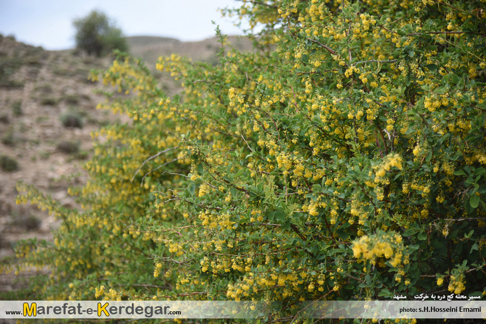 طبیعت بهاری خراسان طبیعت بهاری خراسان