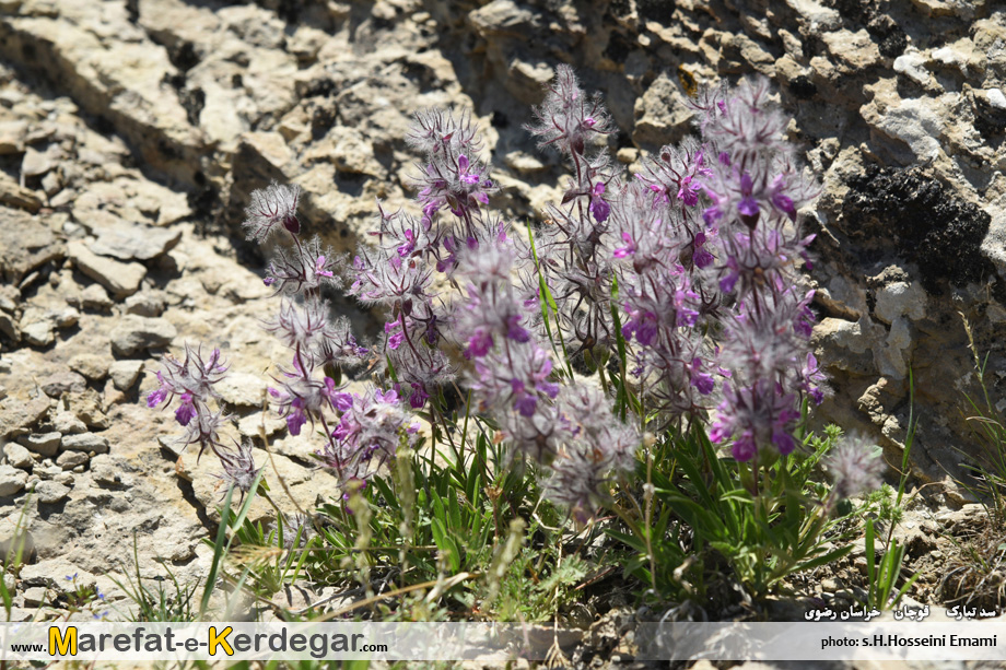 دیدنی های ایران