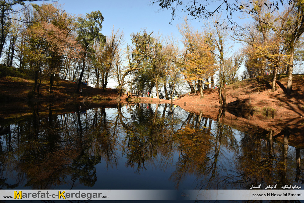 گالیکش گردی